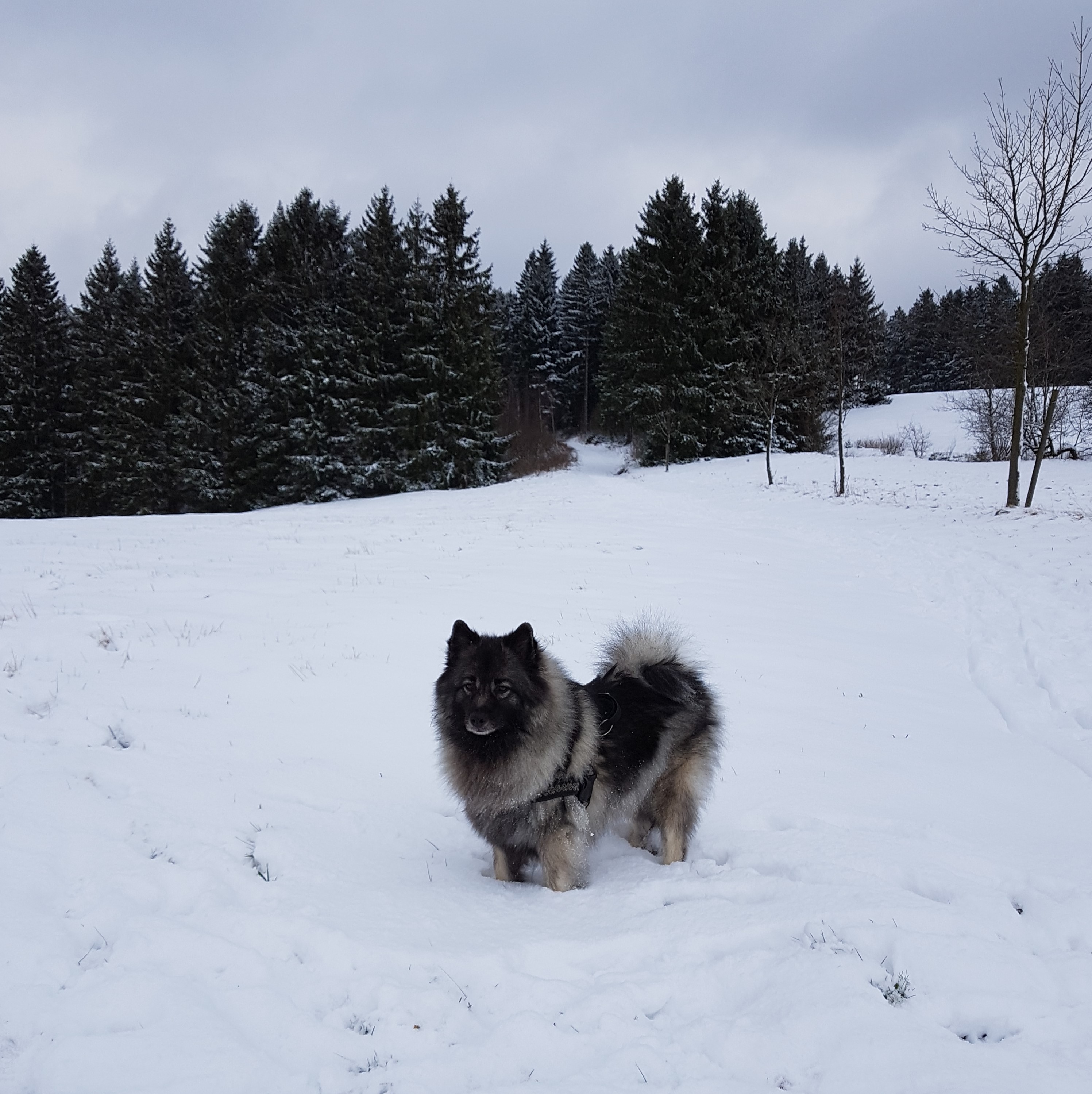 20180203_105251