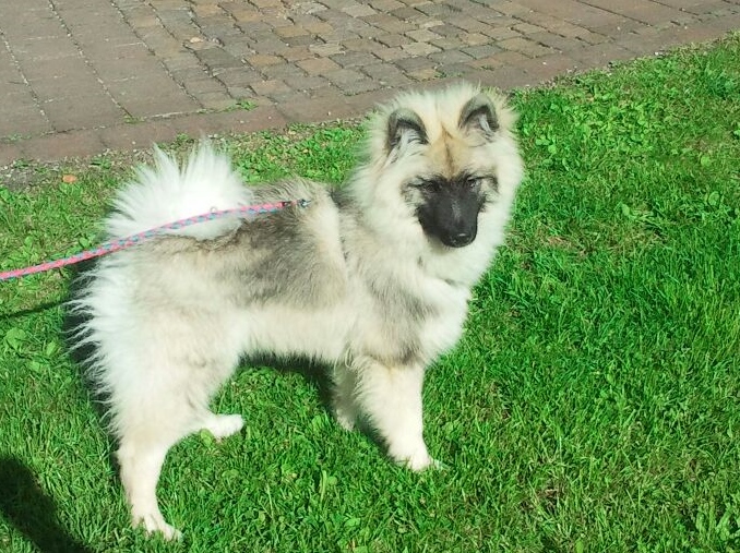 Antonius (2)
