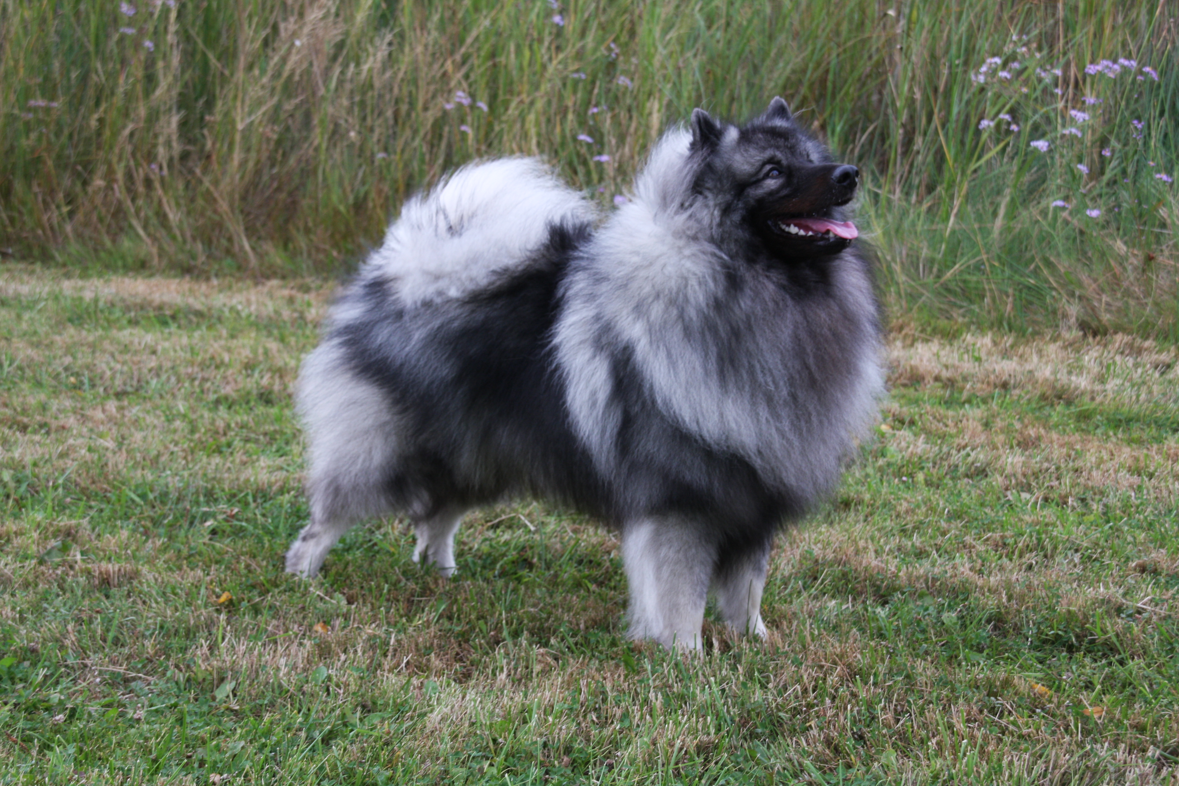 Bayuk