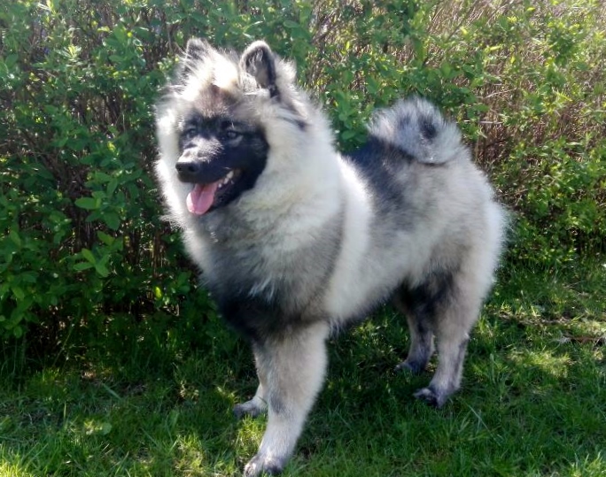 Grisu1