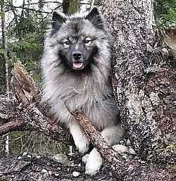 Wolfsspitz am Baum_web